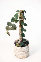 Ficus villosa